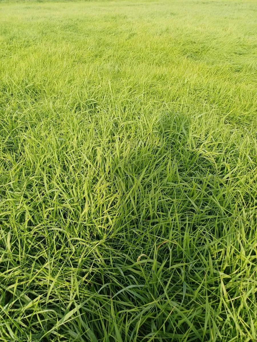 14 acres aftergrass - Image 3