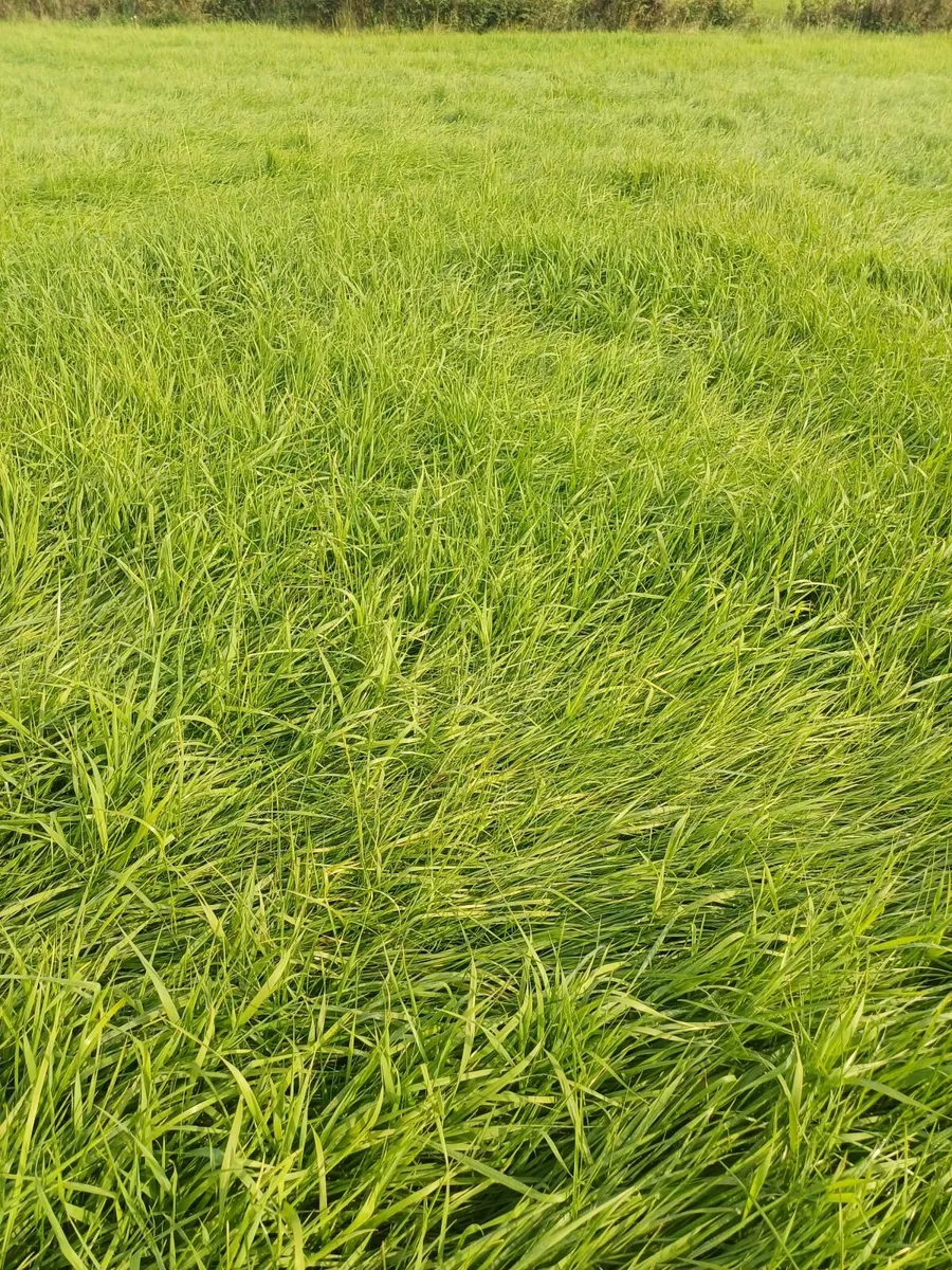 14 acres aftergrass - Image 1
