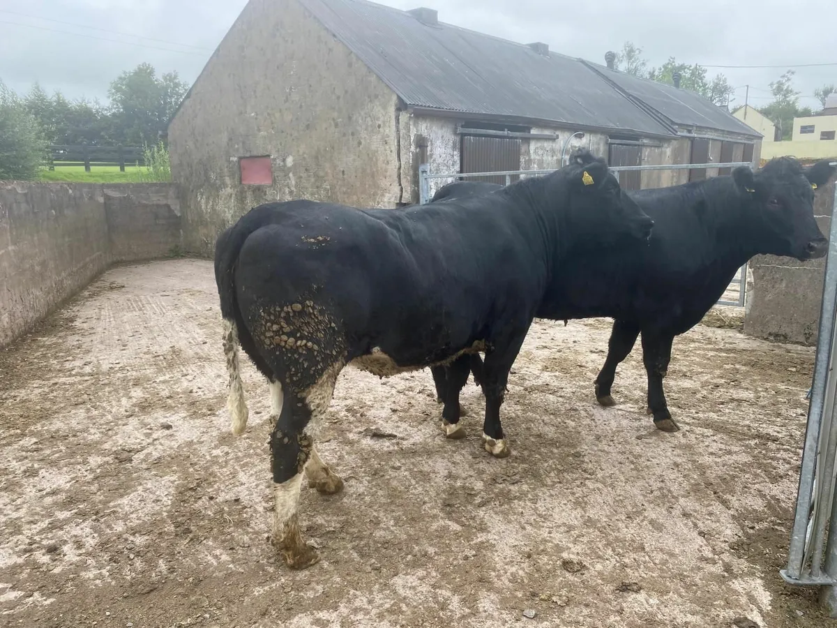 Breeding Heifers - Image 1