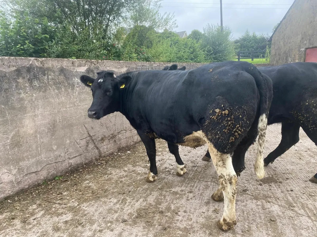 Breeding Heifers - Image 3