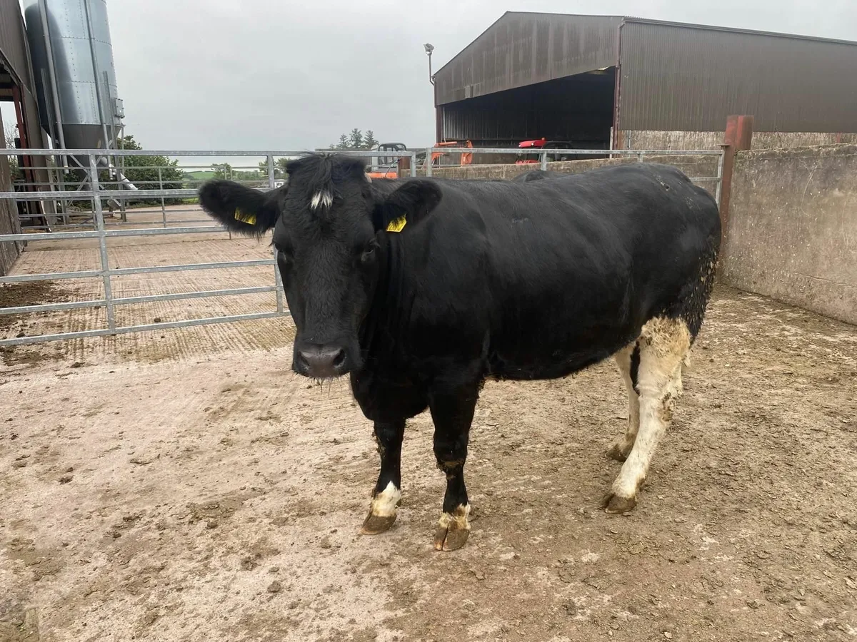 Breeding Heifers - Image 4