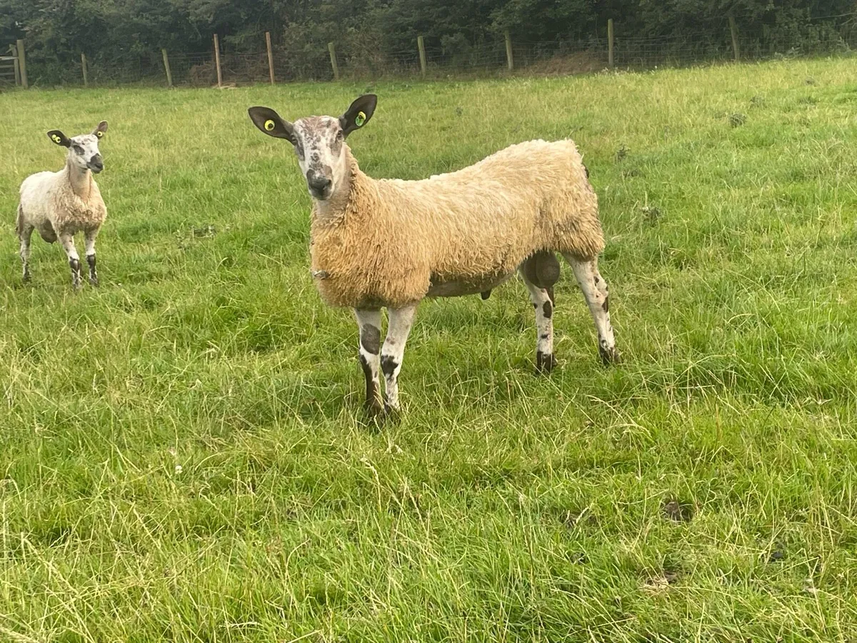 Blue faced Leicester ram lambs - Image 2