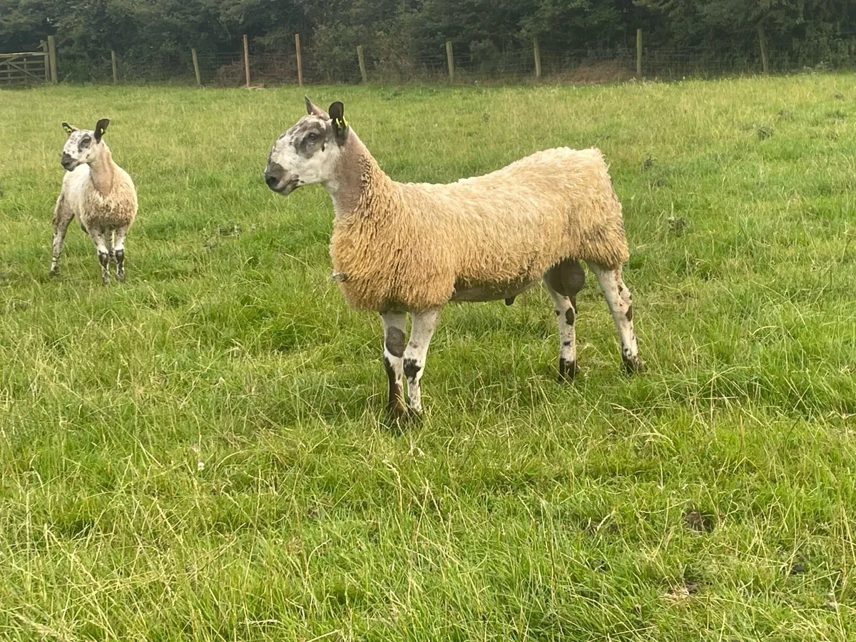 Blue faced Leicester ram lambs - Image 3