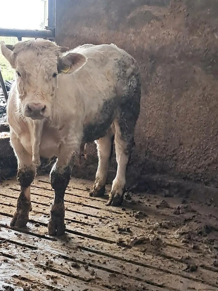 Pbr charolais bull weanling - Image 1