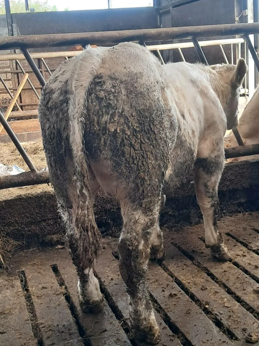 Pbr charolais bull weanling - Image 2