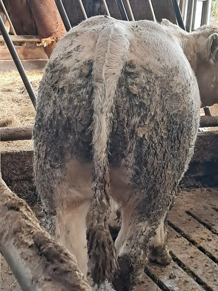 Pbr charolais bull weanling - Image 3