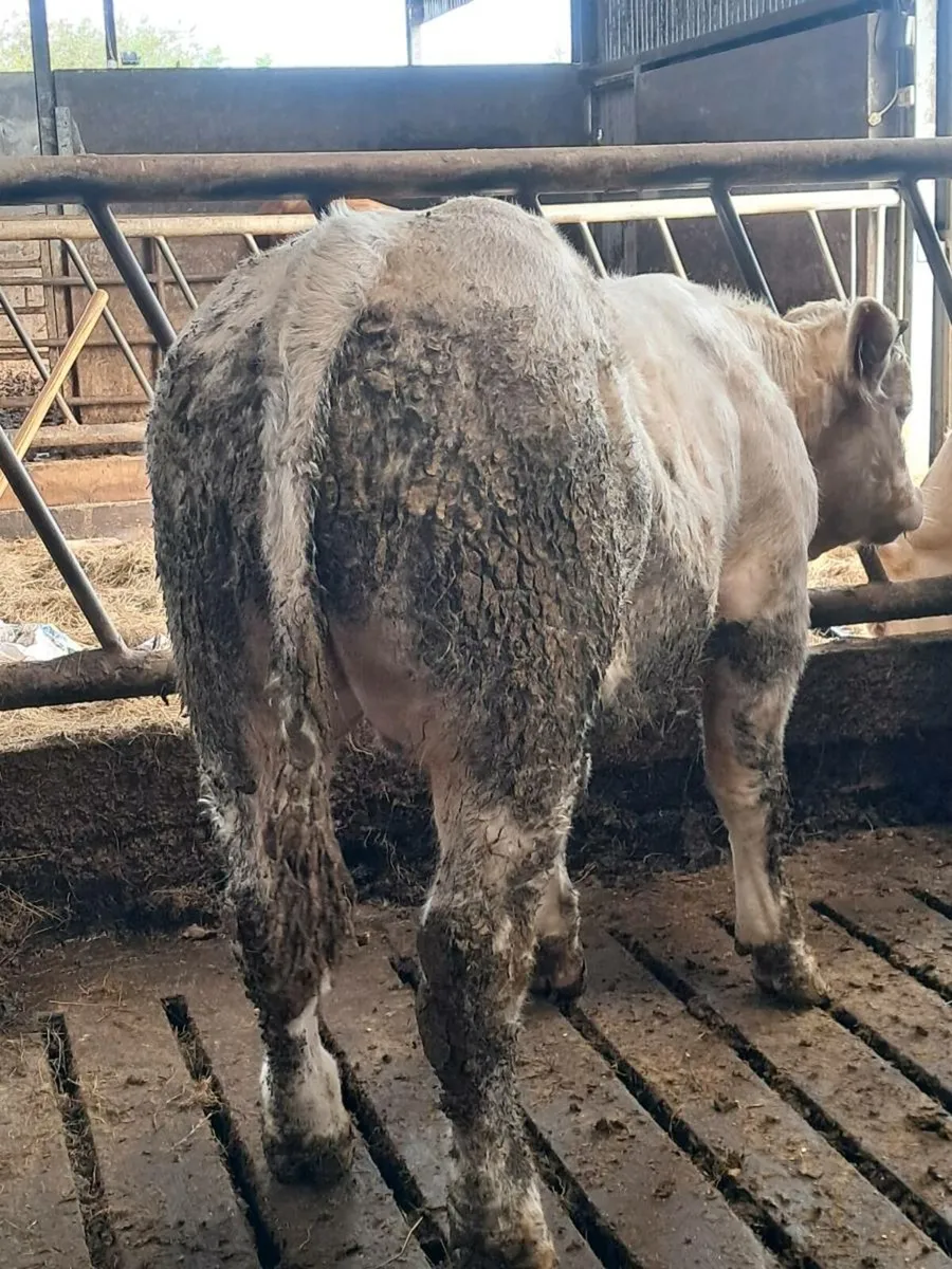 Pbr charolais bull weanling - Image 4