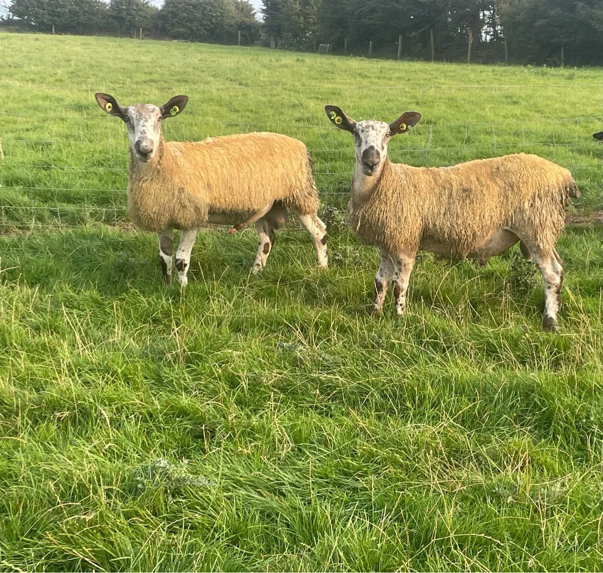 Blue faced Leicester ram lambs - Image 4