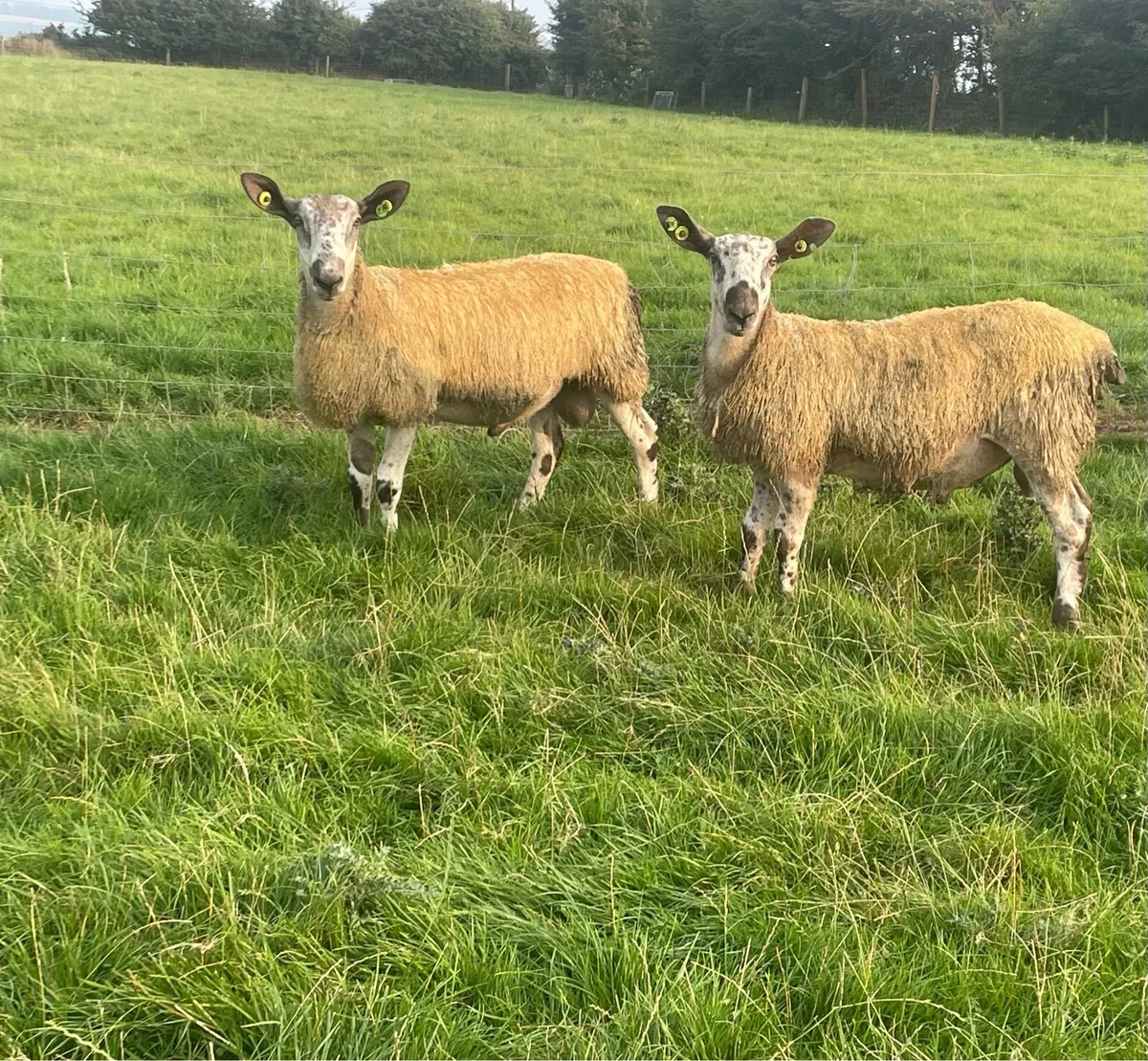 Blue faced Leicester ram lambs - Image 1