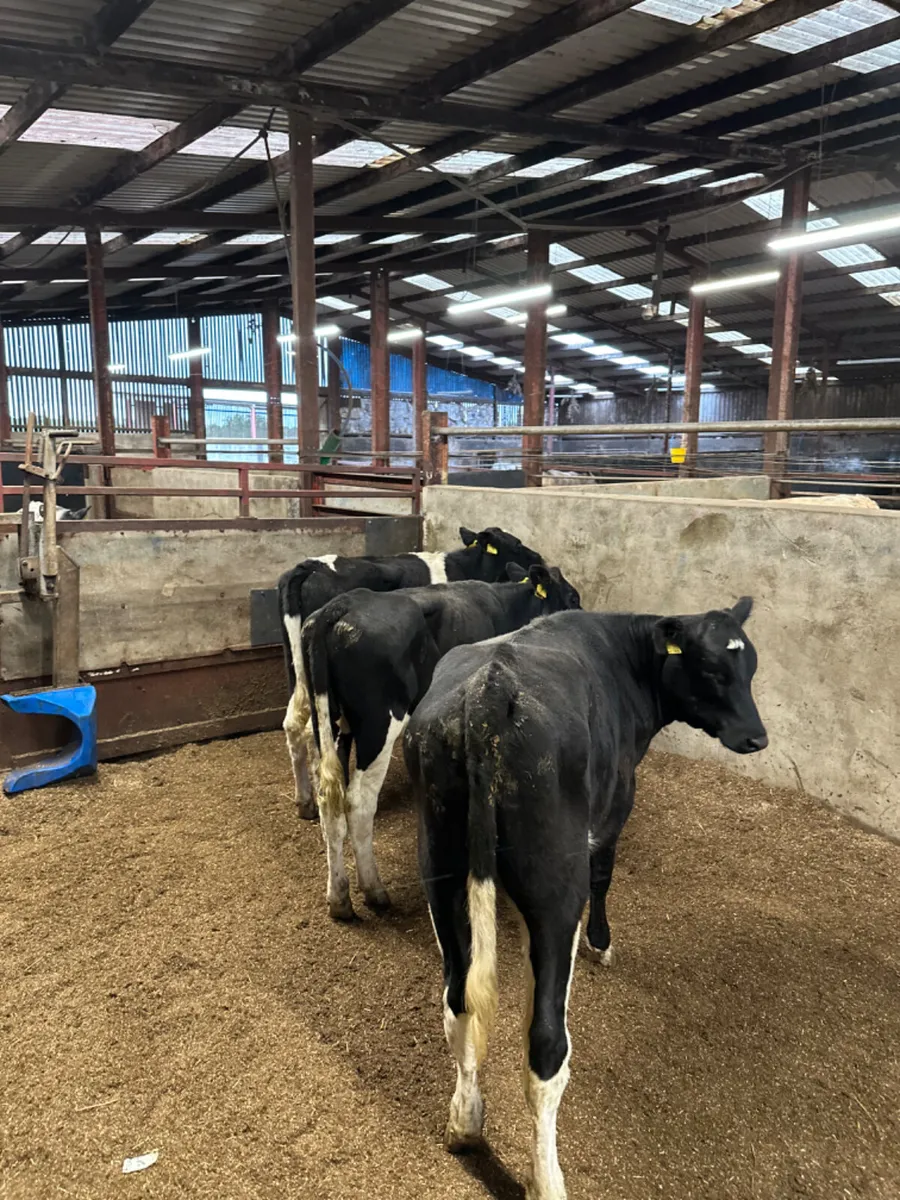 Diary shorthorn heifers - Image 1