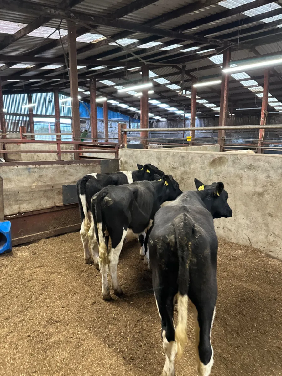 Diary shorthorn heifers - Image 3