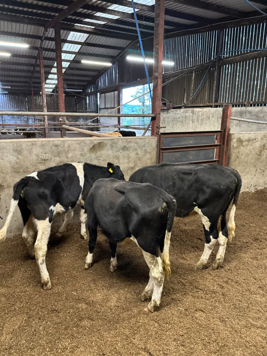 Diary shorthorn heifers - Image 4