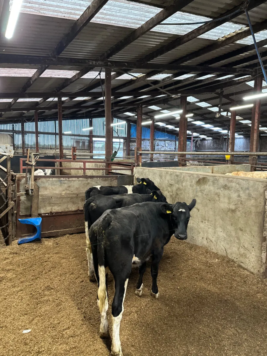 Diary shorthorn heifers - Image 2