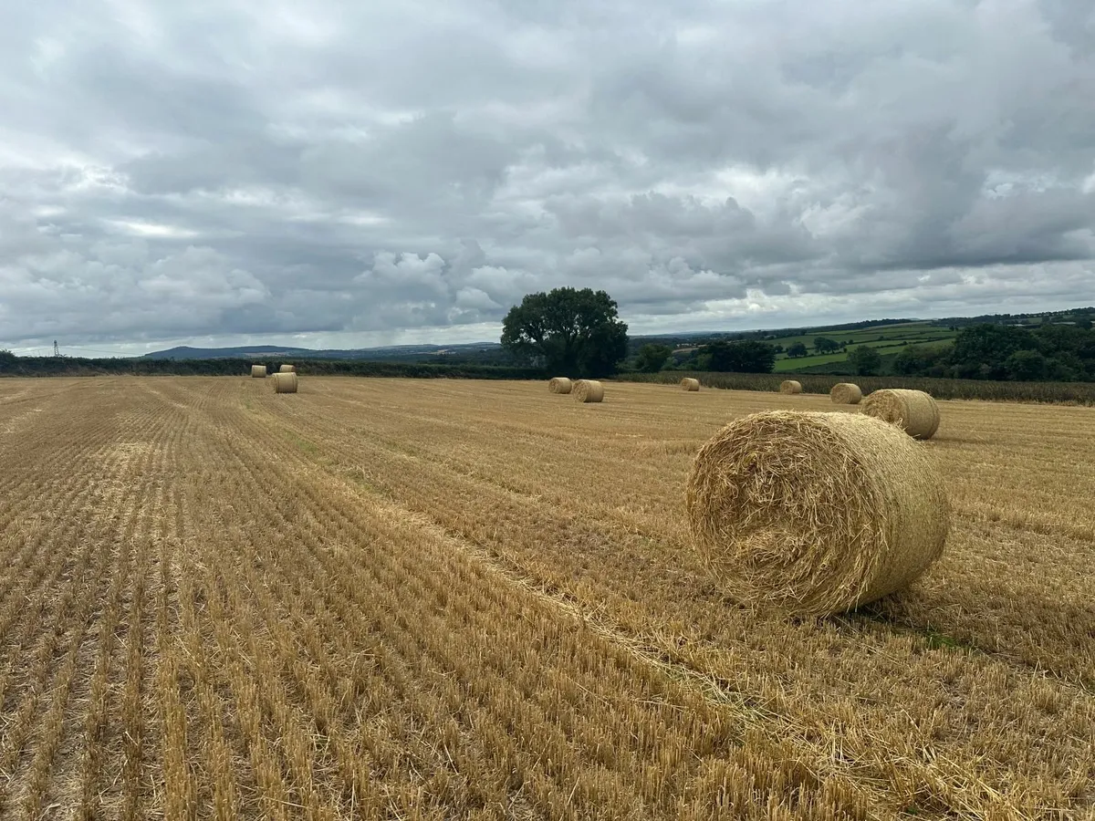 Barley straw round bales - Image 1
