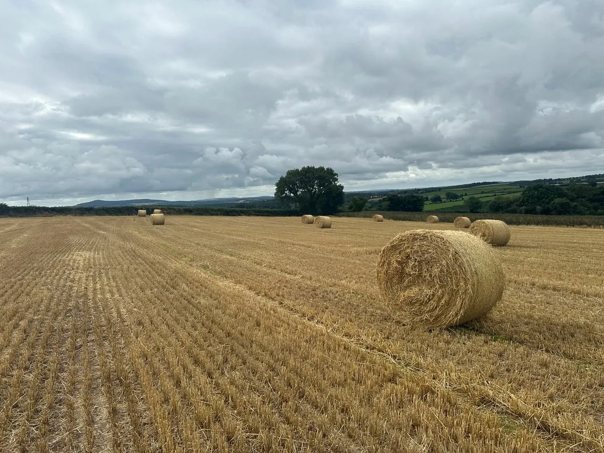 Barley straw round bales - Image 2