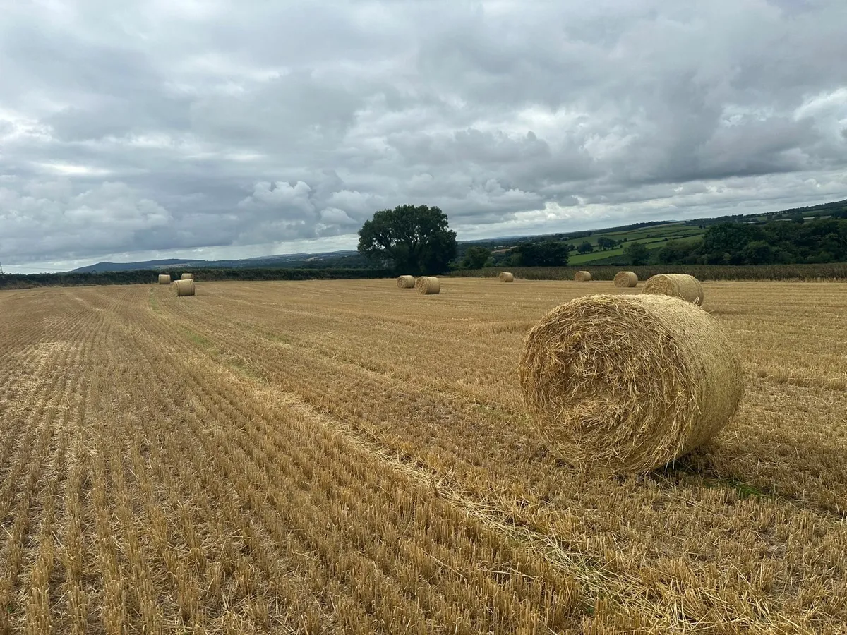 Barley straw round bales - Image 3
