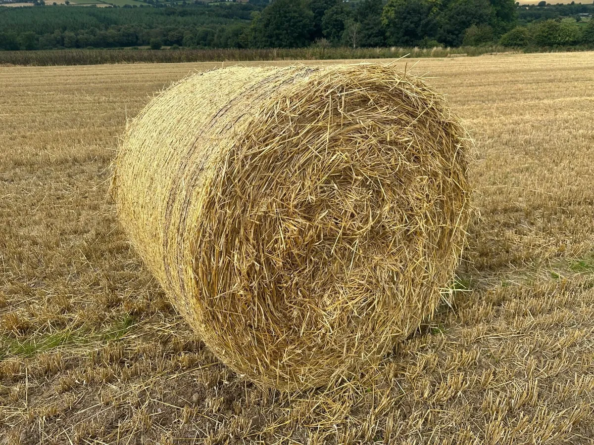 Barley straw round bales - Image 4