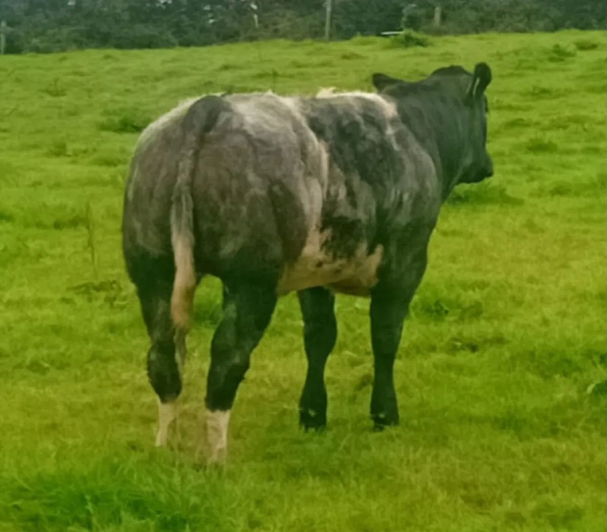 Belgian Blue heifer - Image 1