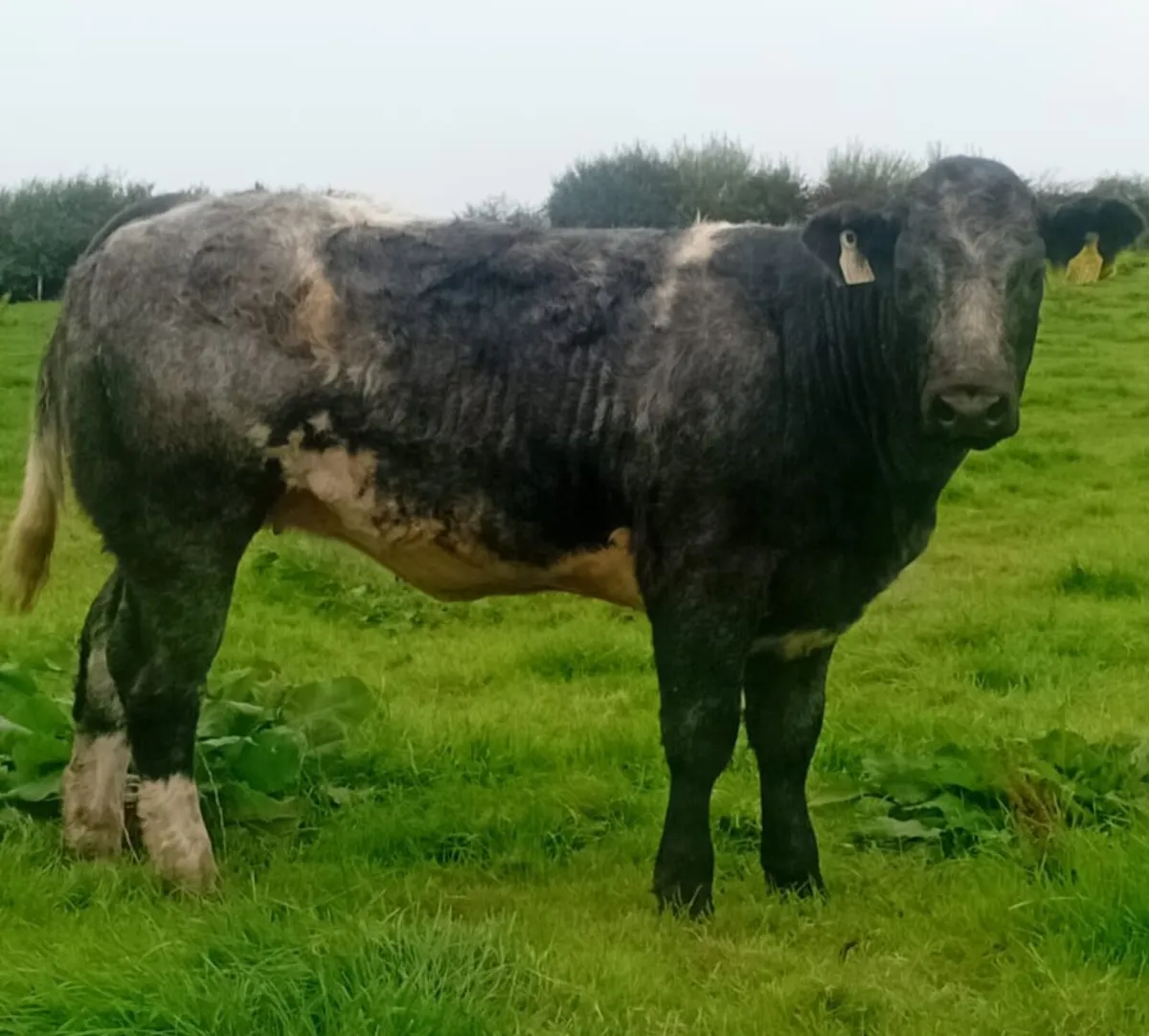 Belgian Blue heifer - Image 2