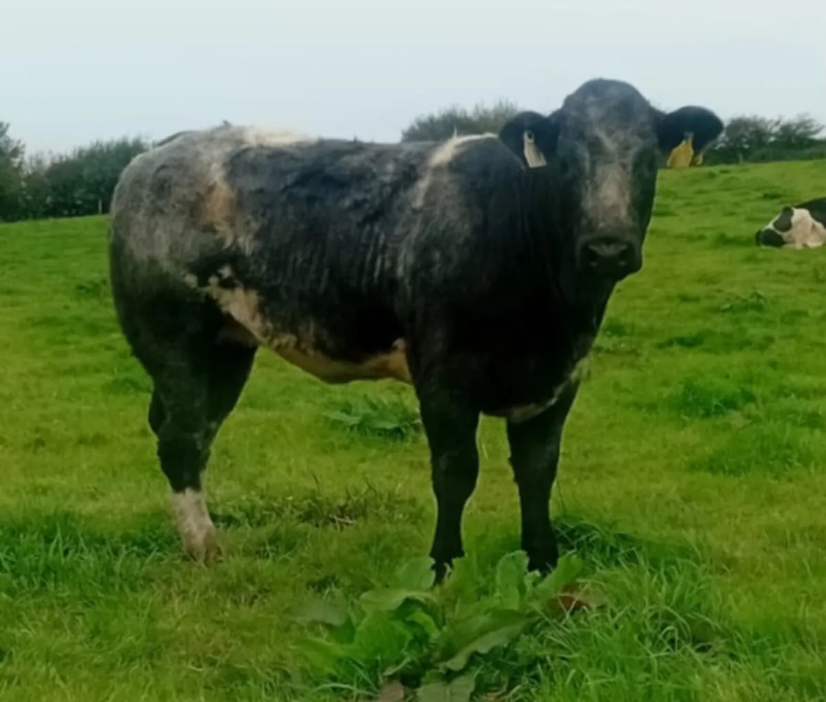 Belgian Blue heifer - Image 3
