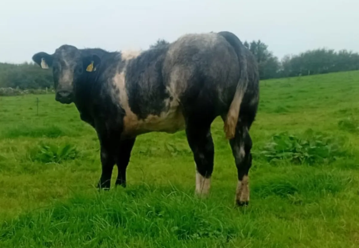 Belgian Blue heifer - Image 4