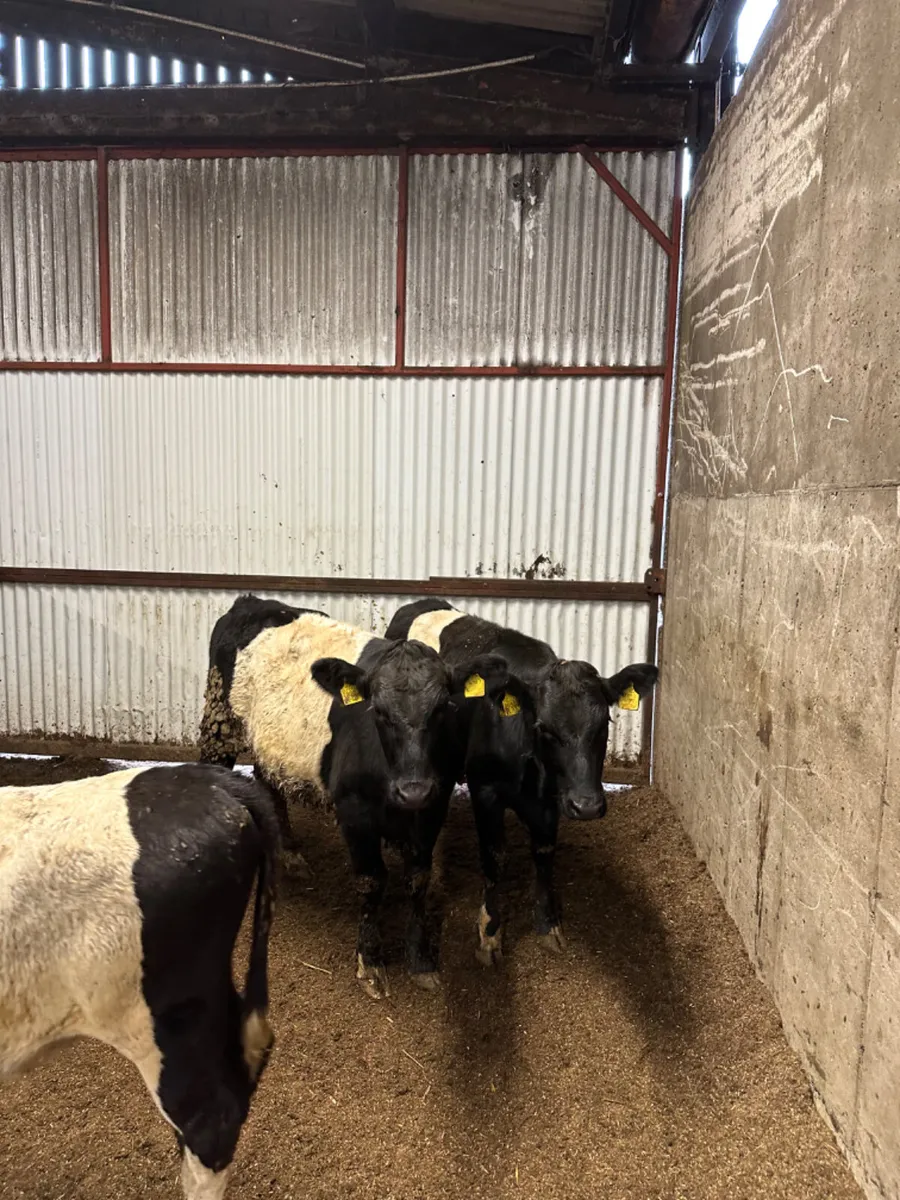 Beltie heifers - Image 4
