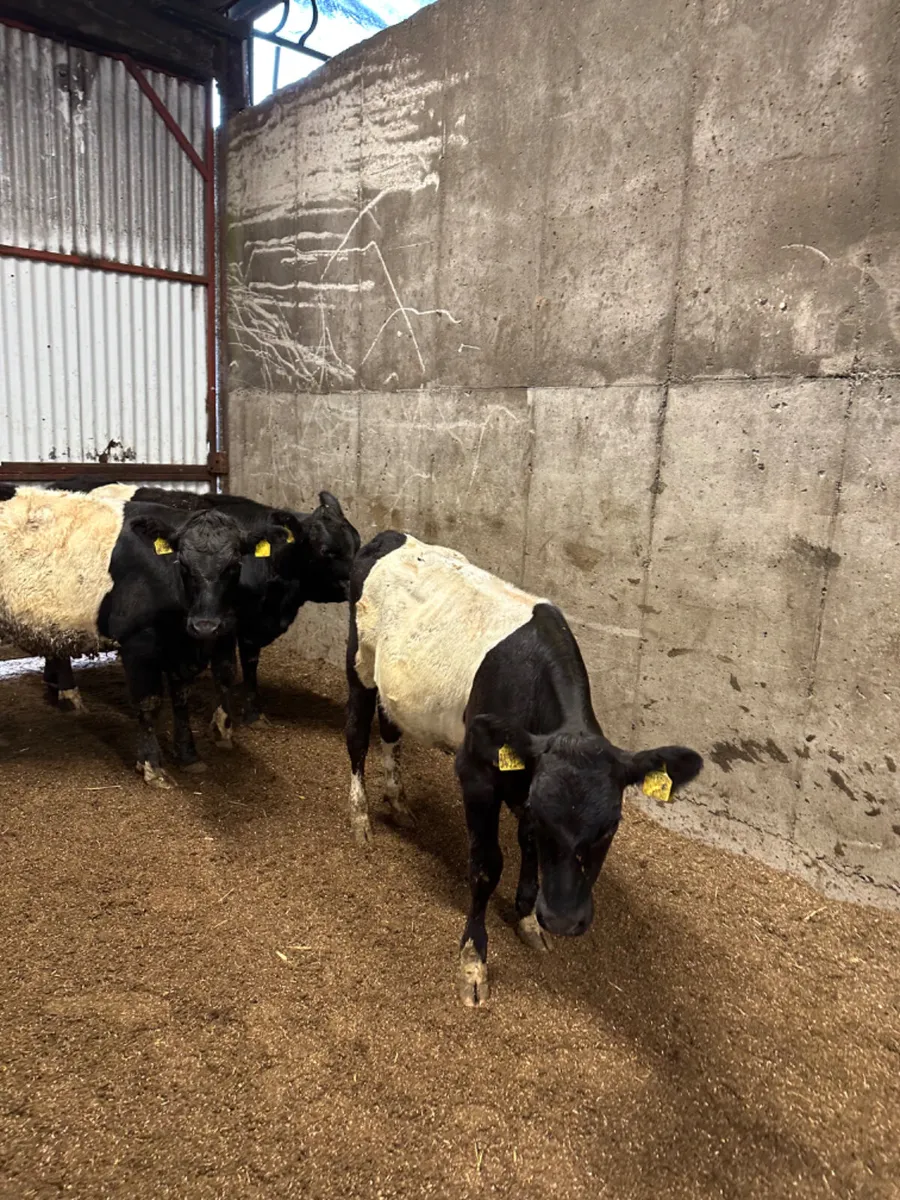 Beltie heifers - Image 2