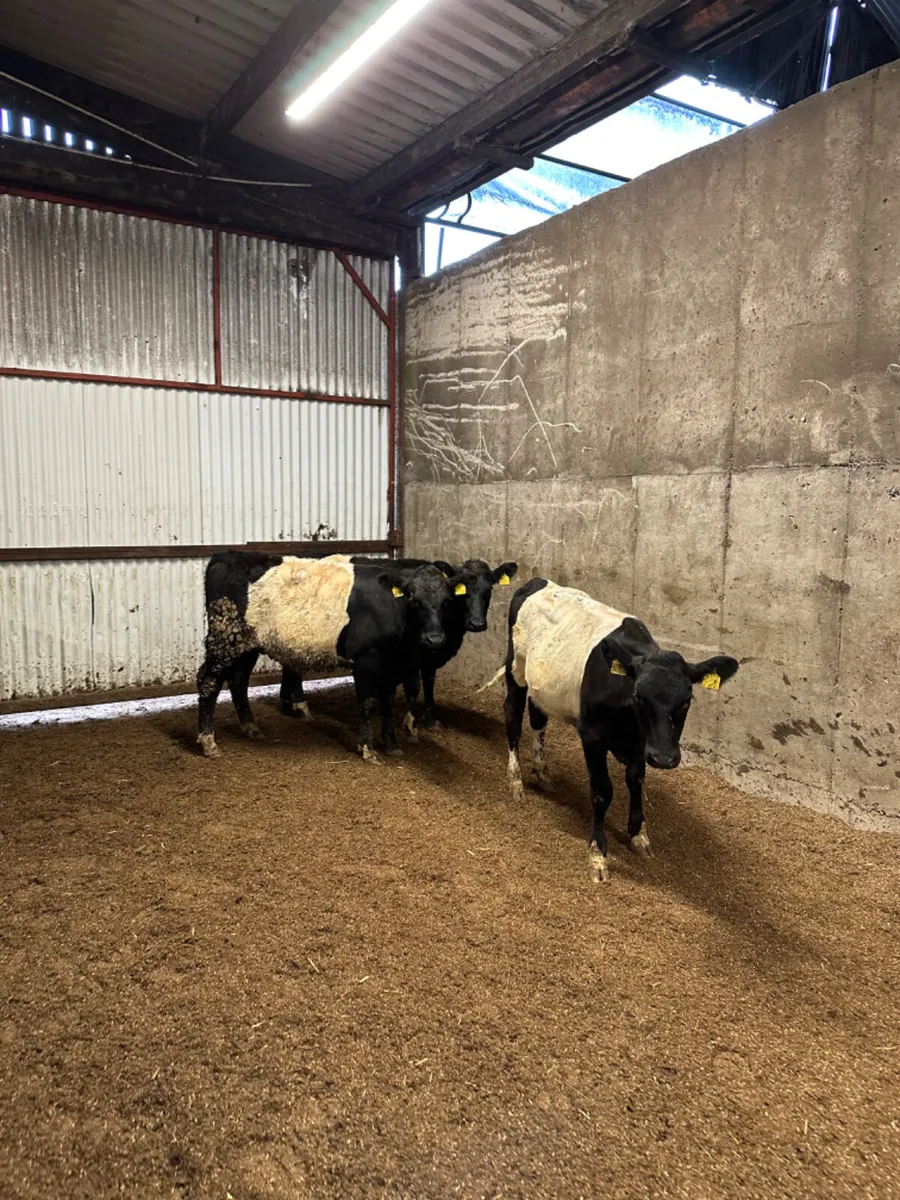 Beltie heifers - Image 1