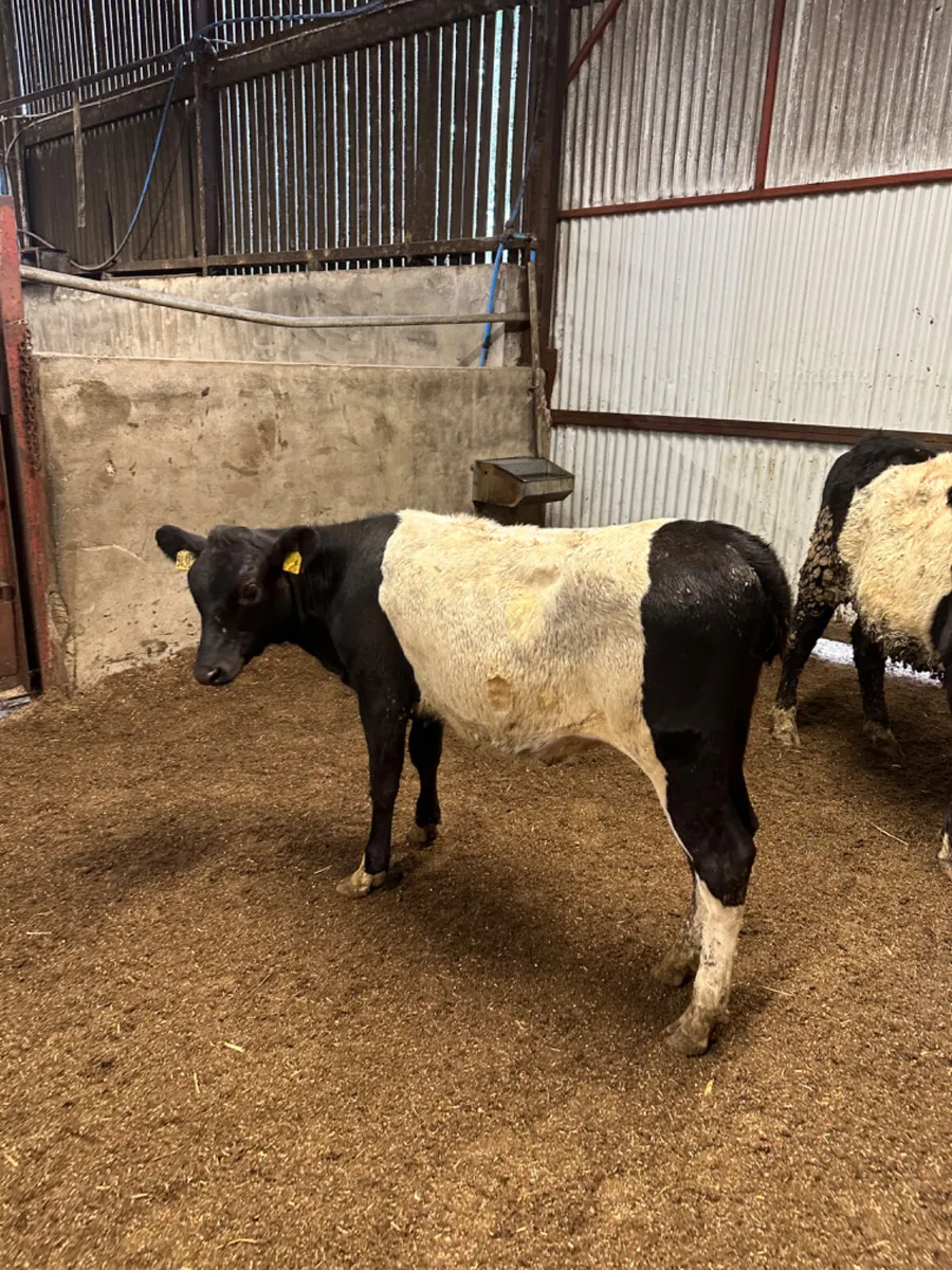 Beltie heifers - Image 3