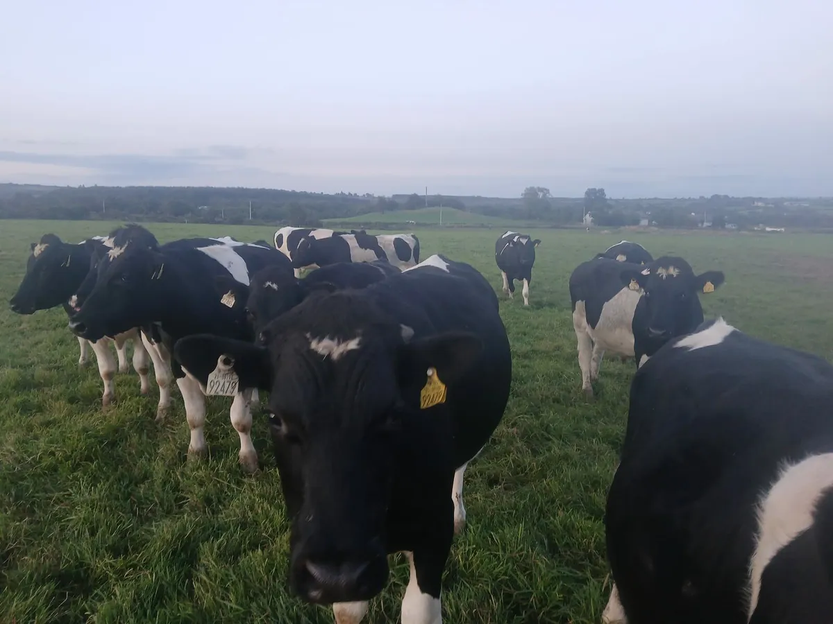 Bullocks - Image 1