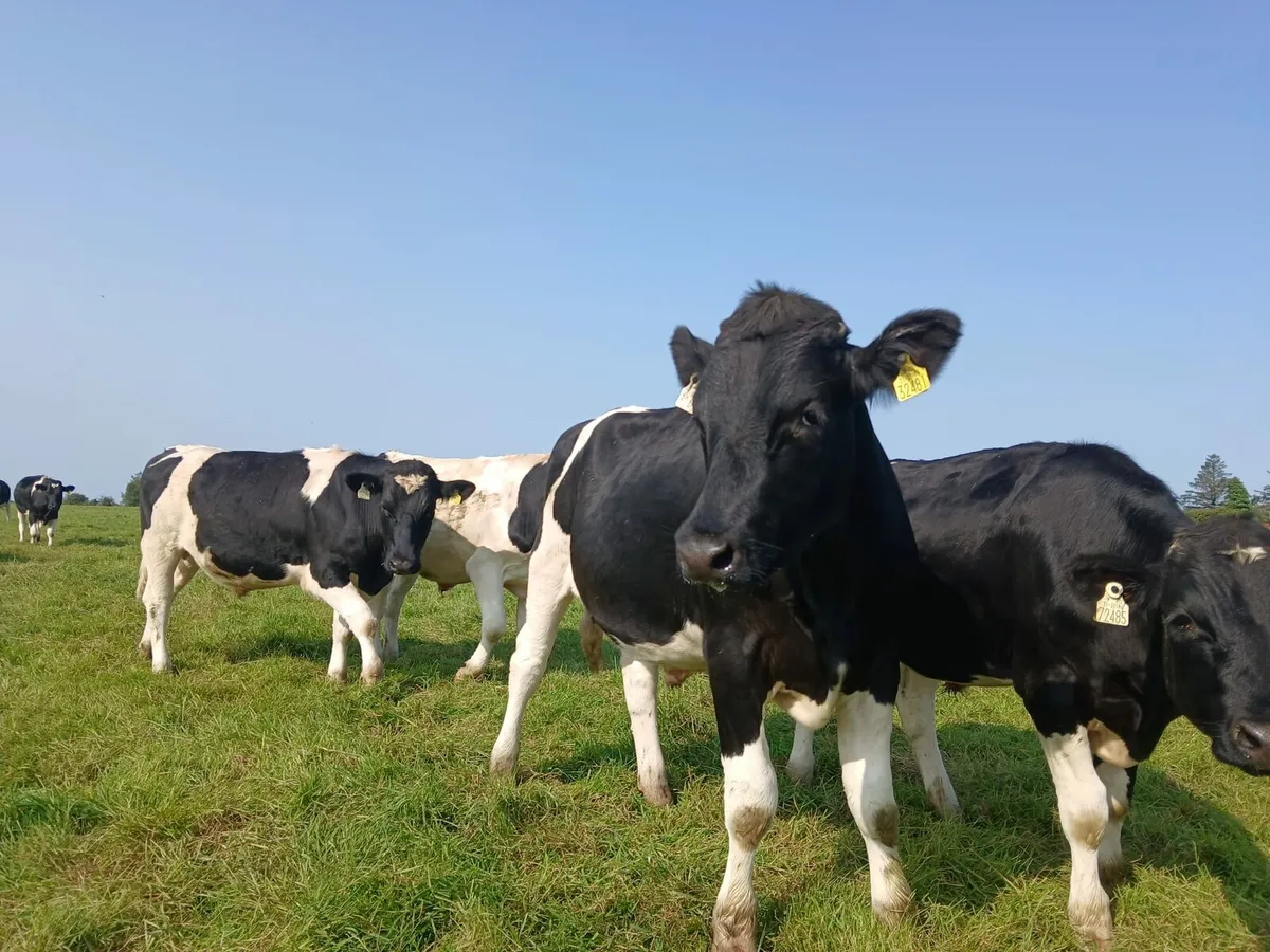 Bullocks - Image 3