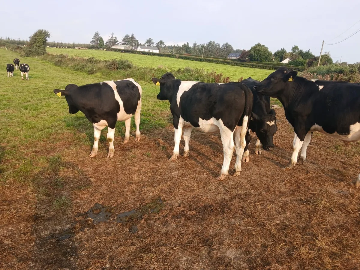 Bullocks - Image 4