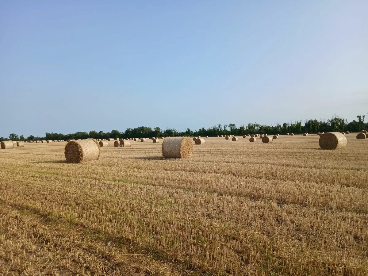 Wheaten Straw - Image 3