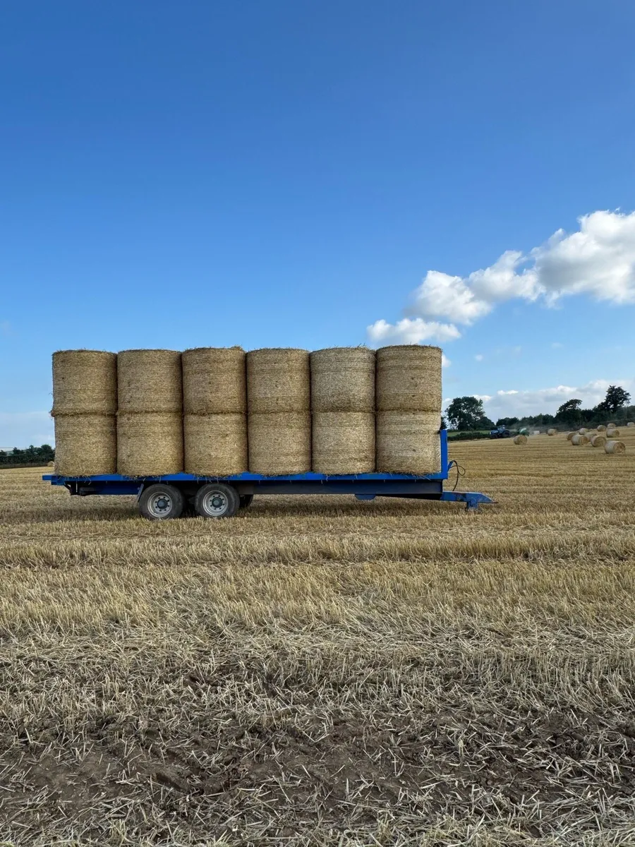 Wheat Straw - Image 1