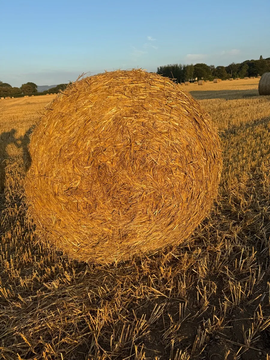 Wheat Straw - Image 2