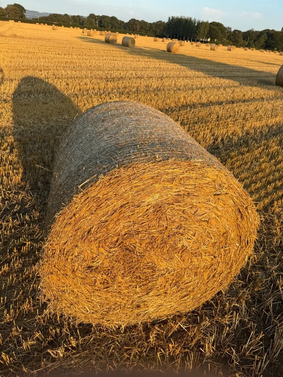 Wheat Straw - Image 3