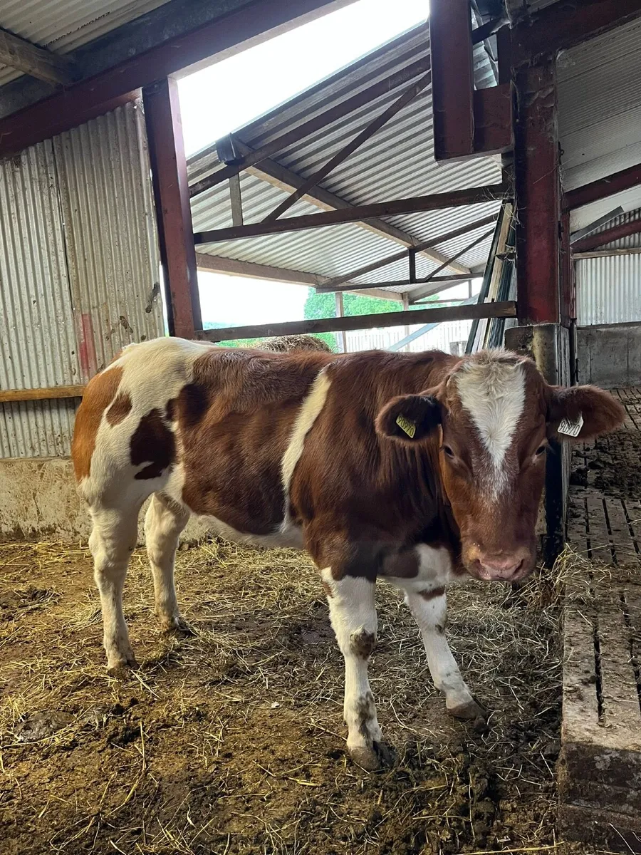 Cattle - Image 1