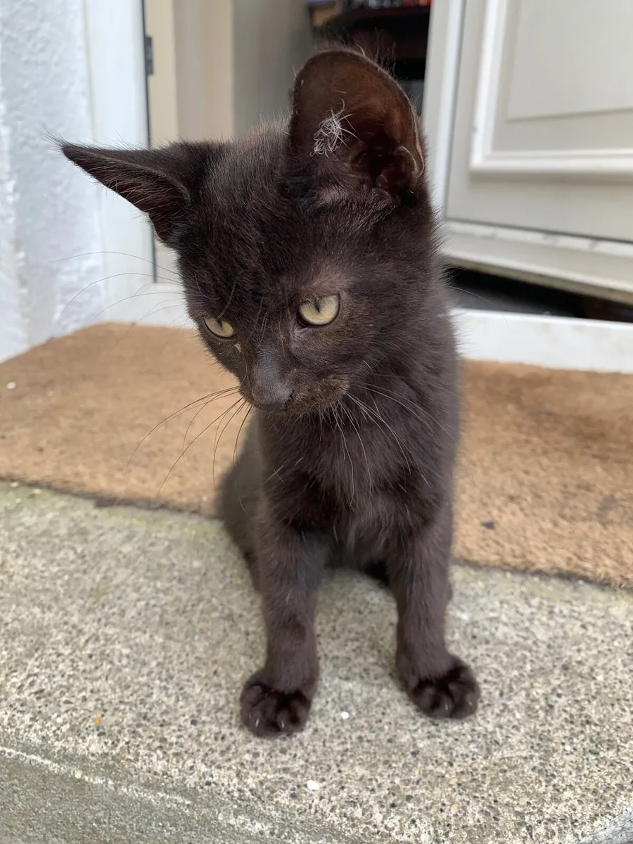 Beautiful black cats for sale/1 left - Image 2