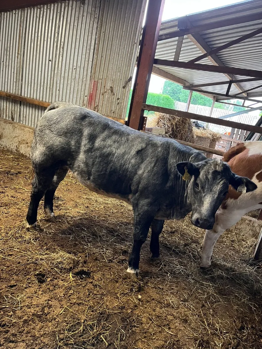 Cattle - Image 2