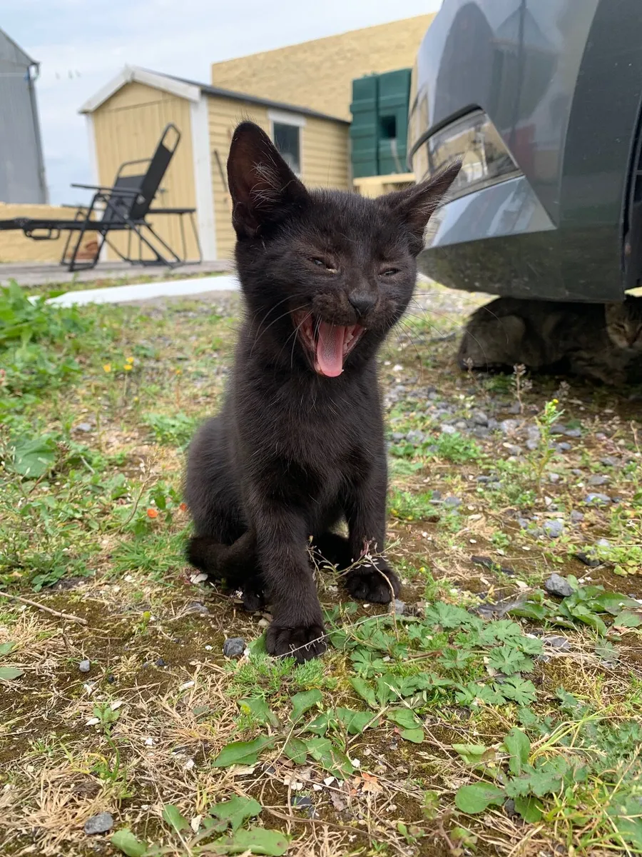 Beautiful black cats for sale/1 left - Image 4