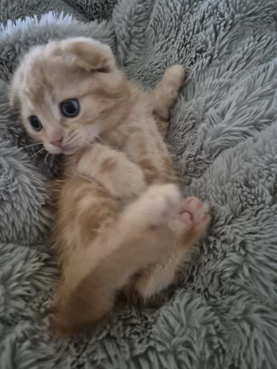 Scottish Fold male kitten - Image 4