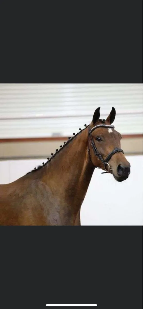 3 year old Sport Horse - Image 1