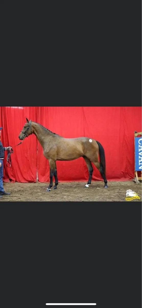3 year old Sport Horse - Image 2
