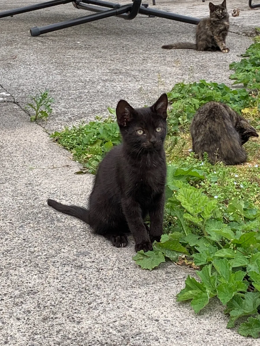 Beautiful black cats for sale/1 left - Image 1