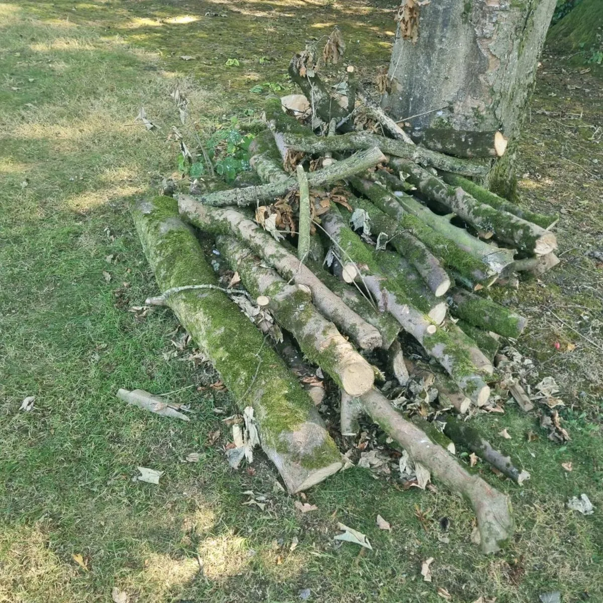Timber - Image 2