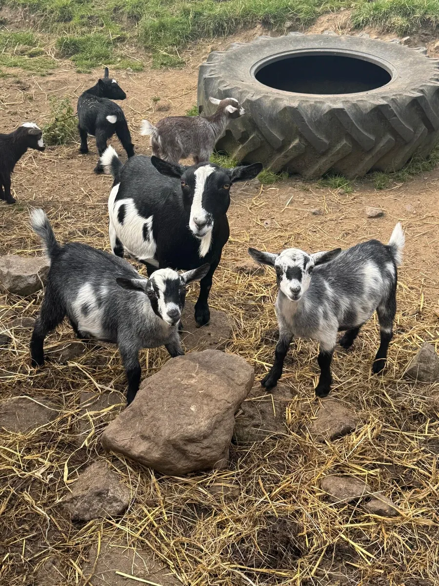Pygmy Goats - Image 1