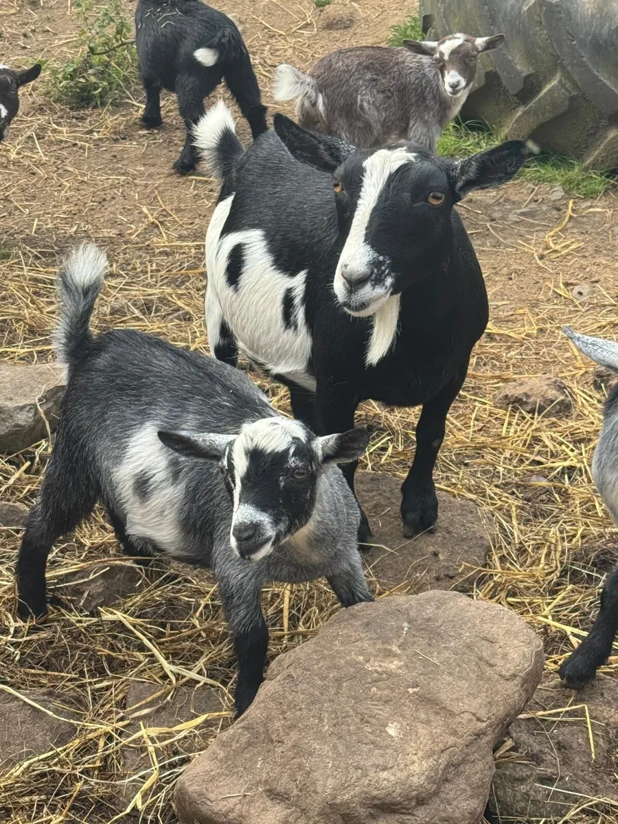 Pygmy Goats - Image 2