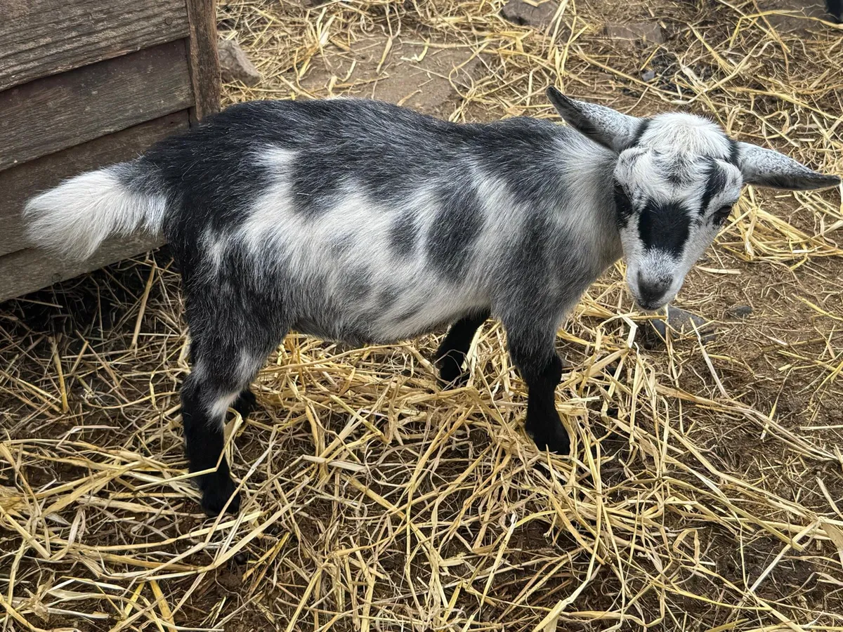 Pygmy Goats - Image 3
