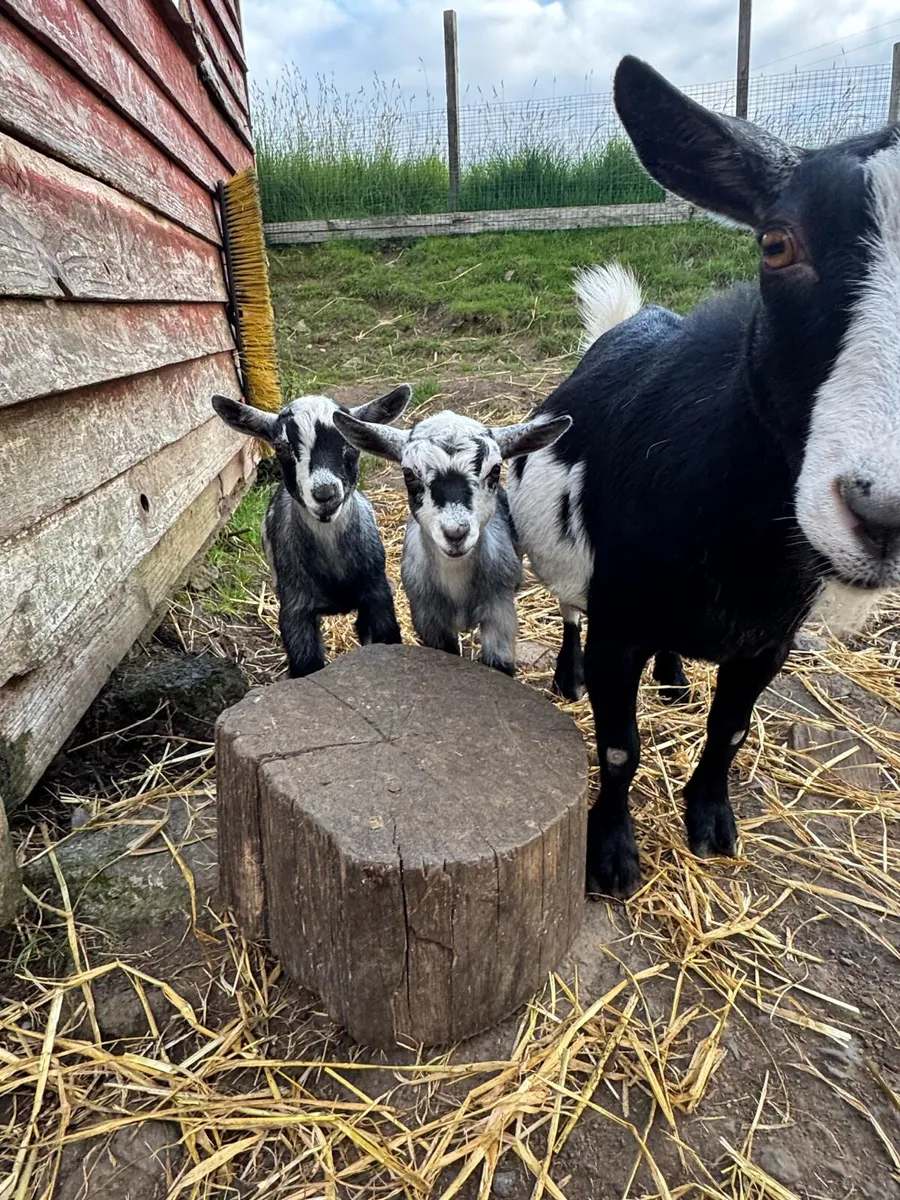Pygmy Goats - Image 4