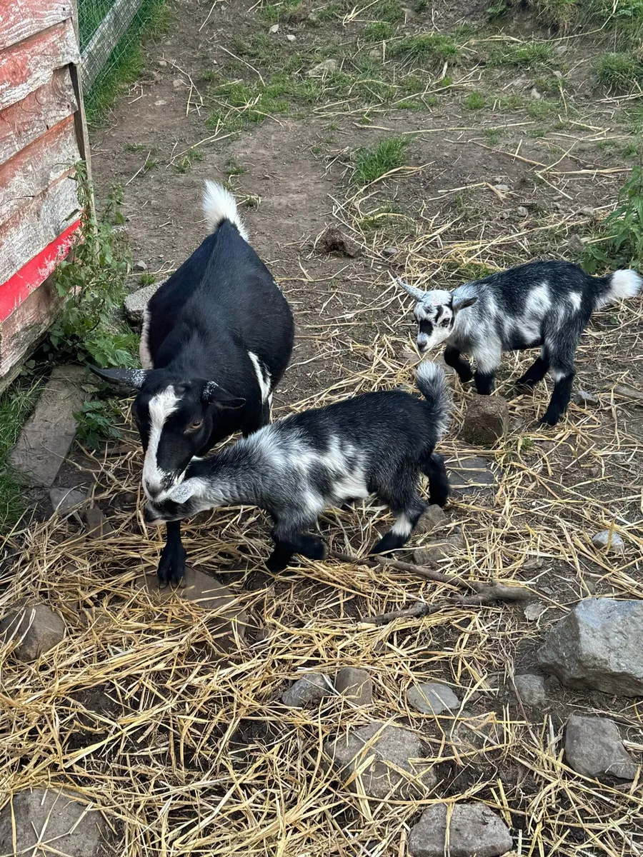 Pygmy Goats - Image 4